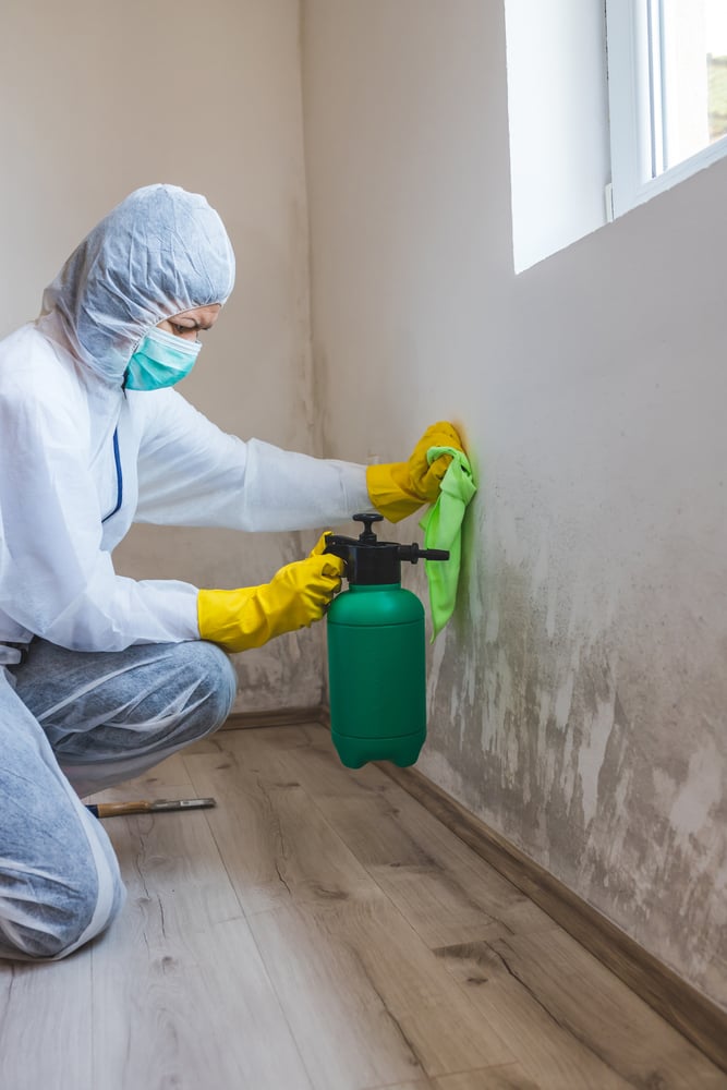Female,Worker,Of,Cleaning,Service,Removes,Mold,From,Wall,Using